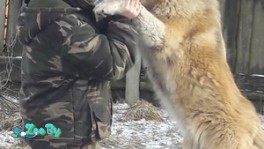 Щенок кавказской овчарки. Девочка. 6 месяцев