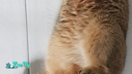 Шотландский вислоухий кот ищет подругу