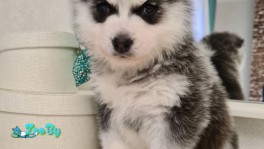 Продается чистокровный щенок Хаски, мальчик