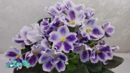 Фиалки сортовые, листья свежесрезанные