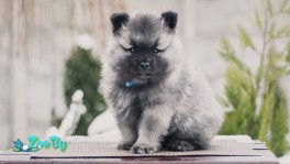 Щенки кеесхонда/вольфшпица