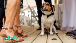 вязка кобель джек-рассел