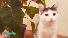 Милая маленькая девочка в дар (4 мес)