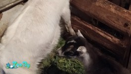 Красивые Козлята 4 месяца