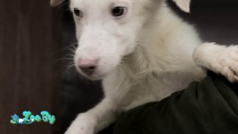 Белое чудо ищет дом