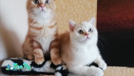 Шотландская кошечка скоттиш страйт с документами 