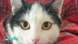 Особенный котик Илюшка ищет семью!