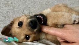 Щенок-девочка ищет дом