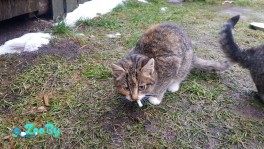 4 котёнка в добрые руки бесплатно