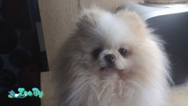 Померанский шпиц. Чемпион РБ.