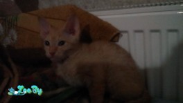 Котята сфинкса 