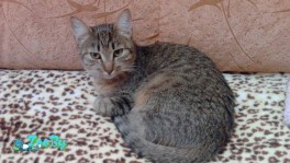 Котенок в дар Минск!