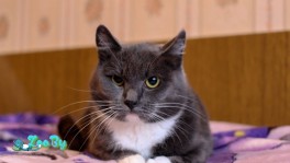 Котенок в дар Минск!