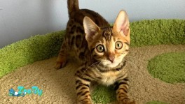 Бенгальские котята