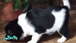 Щенки. Родились 15 декабря