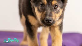 Щенок Джина