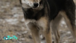 КРАСАВИЦА ЛАДА ИЩЕТ ЛЮБЯЩУЮ СЕМЬЮ