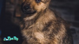 Два прекрасных щенка