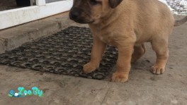 Щенки в дар!!!!!!!