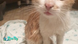 Котенок в дар