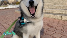 Уилл Сноу ищет даму сердца :)