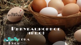 ИНКУБАЦИОННОЕ ЯЙЦО ПОД ЗАКАЗ