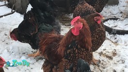 Продаются Породистые петухи