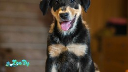 Отдам щенка в добрые руки