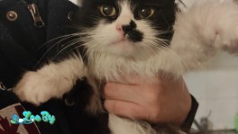 КОШЕЧКА В САМЫЕ ДОБРЫЕ РУКИ