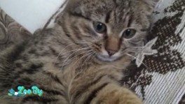 'Лесной' котёнок