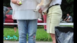 Вельш корги пемброк 