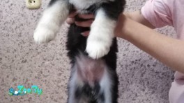 Щенки аляскинского маламута