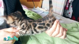 Бенгальские котята