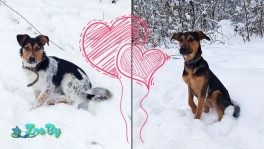 Ласковые непоседы ищут семью!