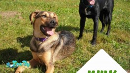 Дружные парни ищут дом!