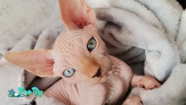 Канадский сфинкс