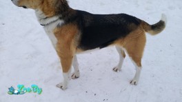 Собака в дар