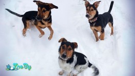 Щенки в дар. Ласковые непоседы ищут новый дом!