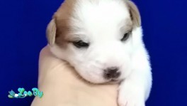 Щенки Джек Рассела терьера