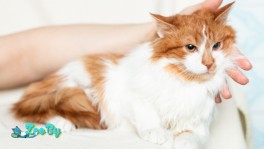 Котенок Арчи ищет семью