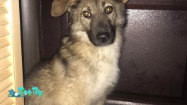 Метис овчарки ищет дом