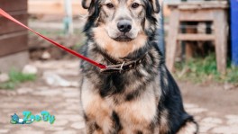 Шикарный плюшевый пес Бари ищет дом