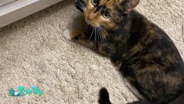 Кошечка в дар