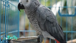 Африканские попугаи Жако