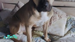 Отдам для охранных целей(вольер, цепь)