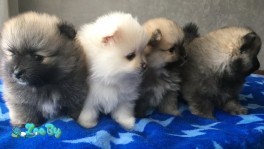 Щенки шпица