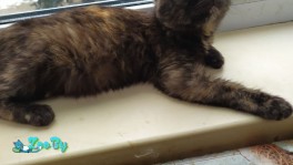 Котята черные