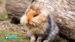 Кролики из питомника в Гродно по одному кг-му