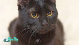 Черный котенок Пума ищет семью!