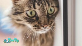 Лесной красавчик ищет дом!